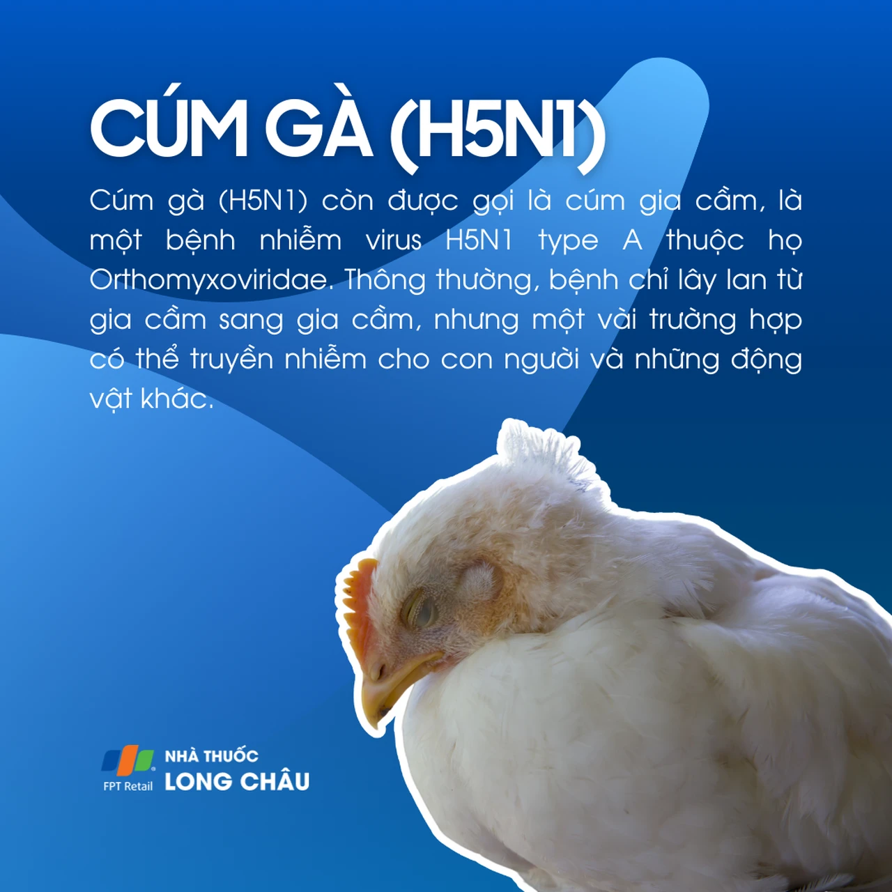 H5N1 1