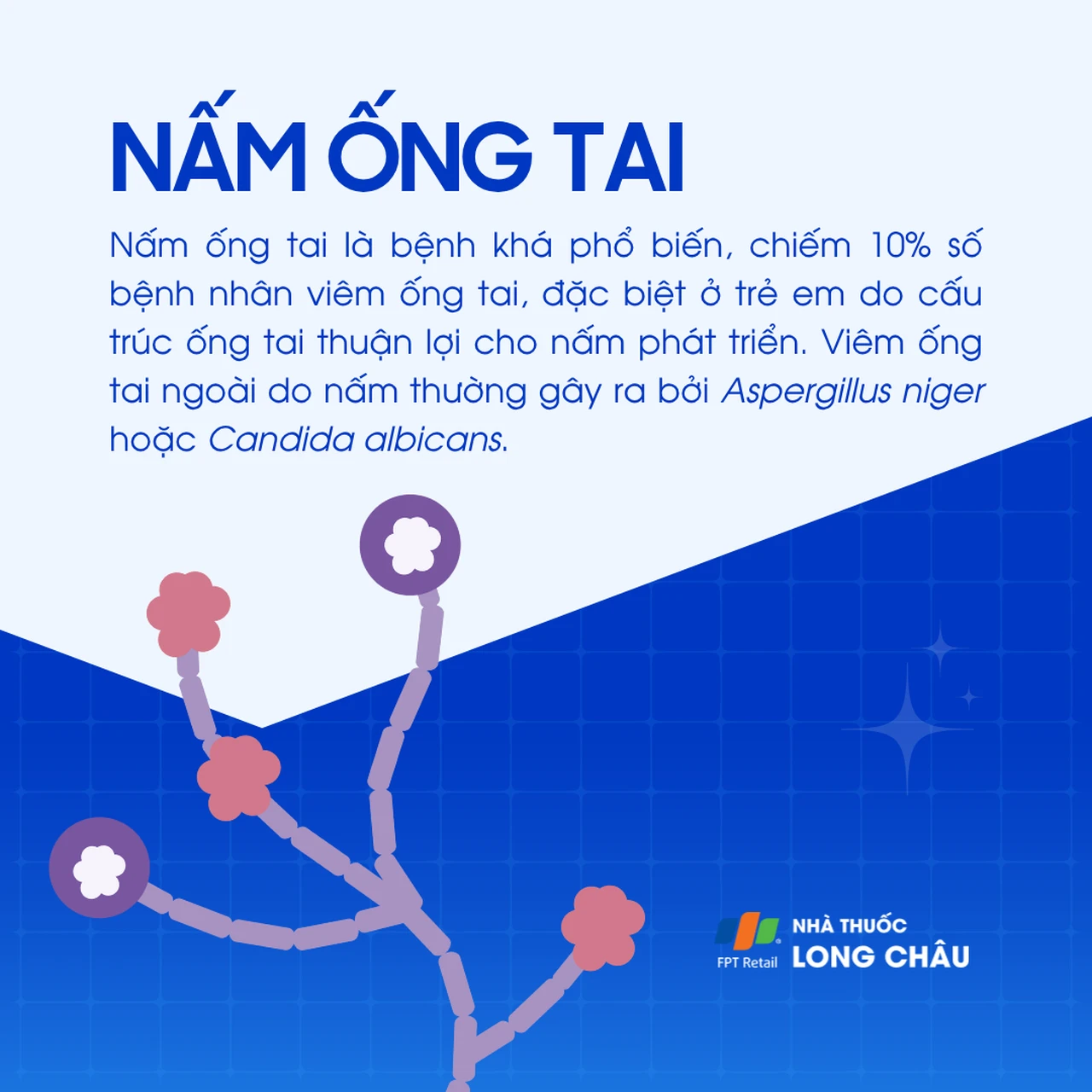 Nấm ống tai 1