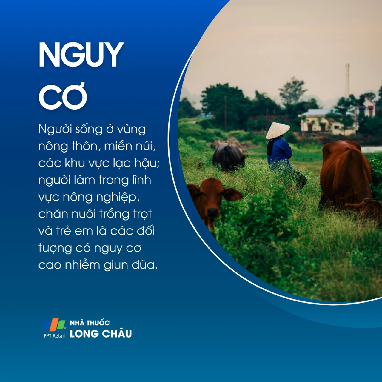 Nhiễm giun đũa 4