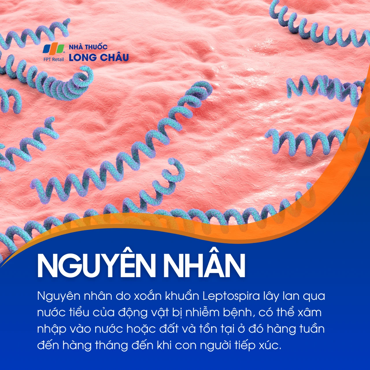 Nhiễm Leptospira 3