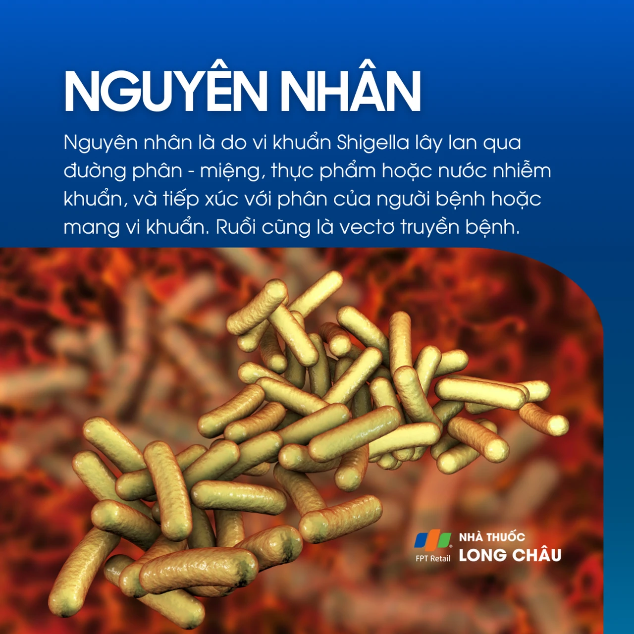 Nhiễm Shigella 3