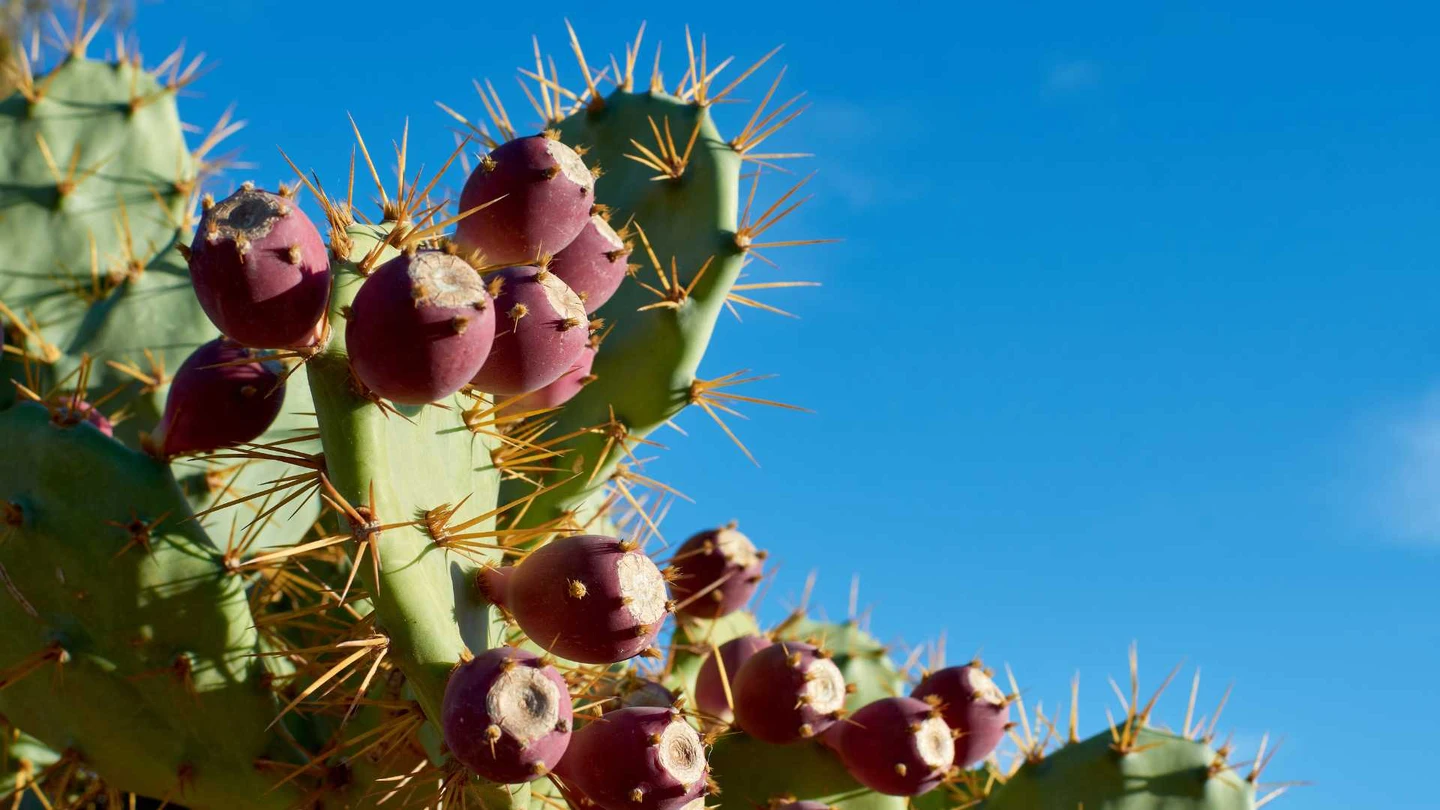 Picture of the author