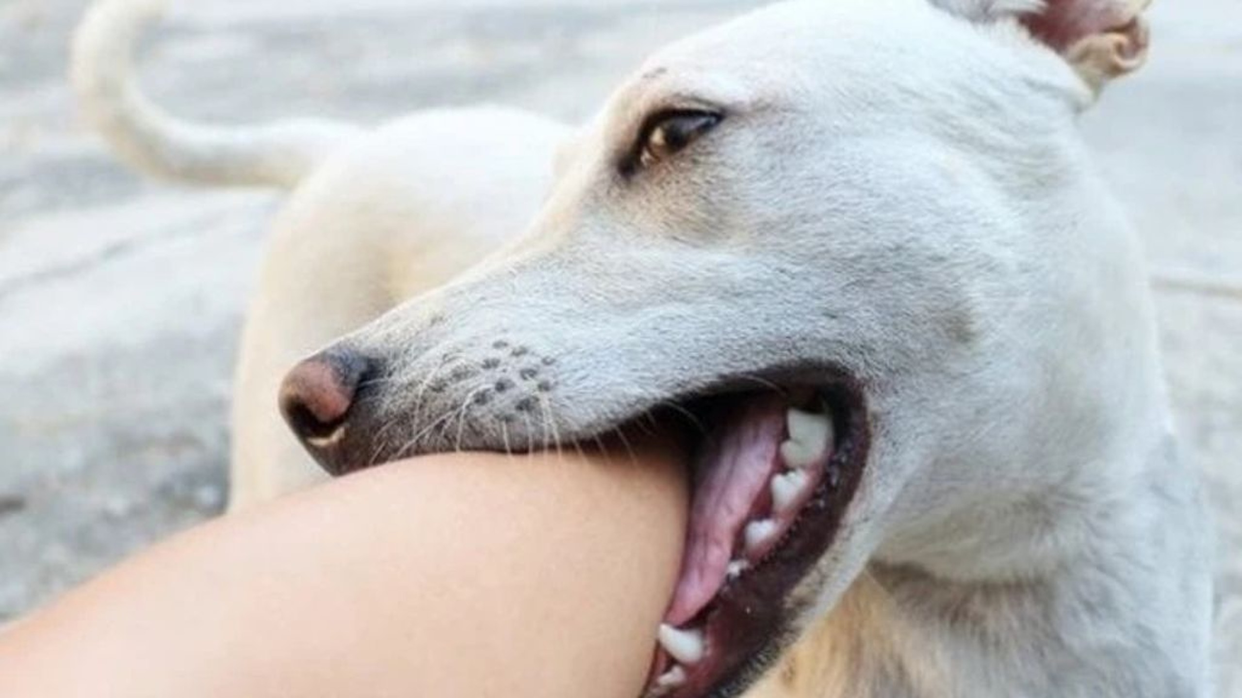 Bị chó cắn không chích ngừa có sao không? 0