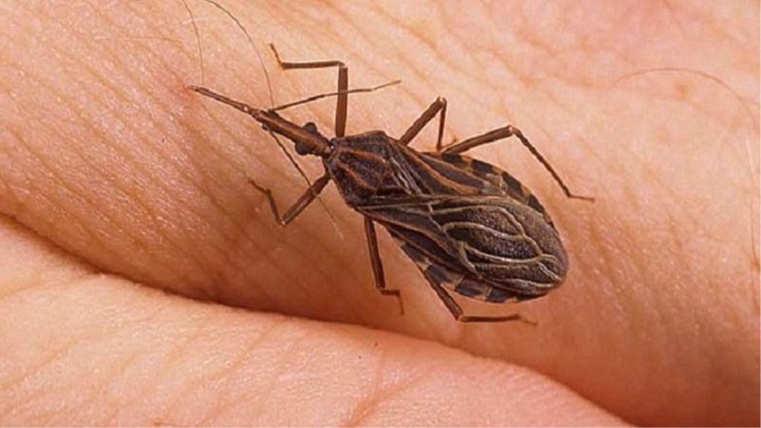 Bọ xít hút máu người có nguy hiểm không? 0