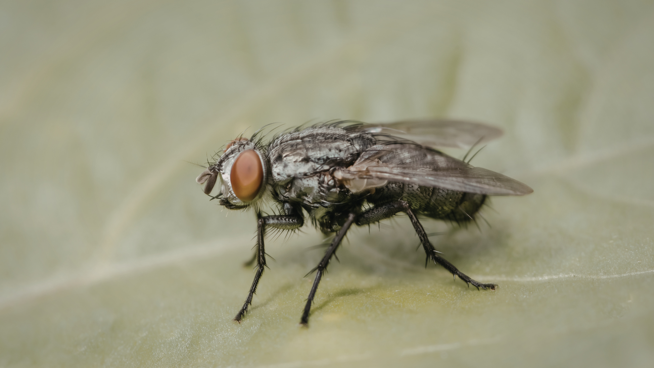 Con nhặng là con gì? Có hại không?