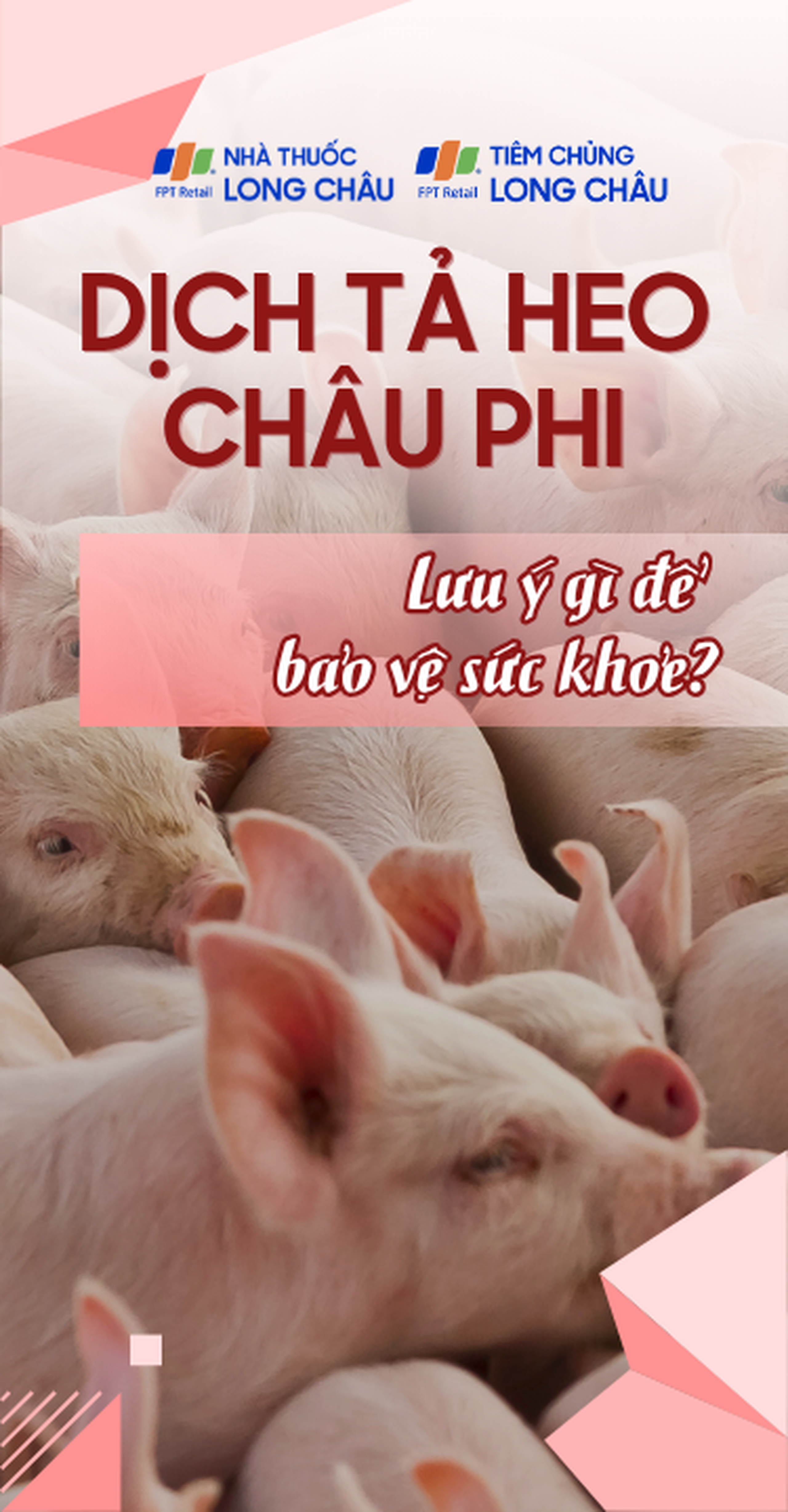 Dịch tả heo Châu Phi: Lưu ý gì để bảo vệ sức khỏe 6