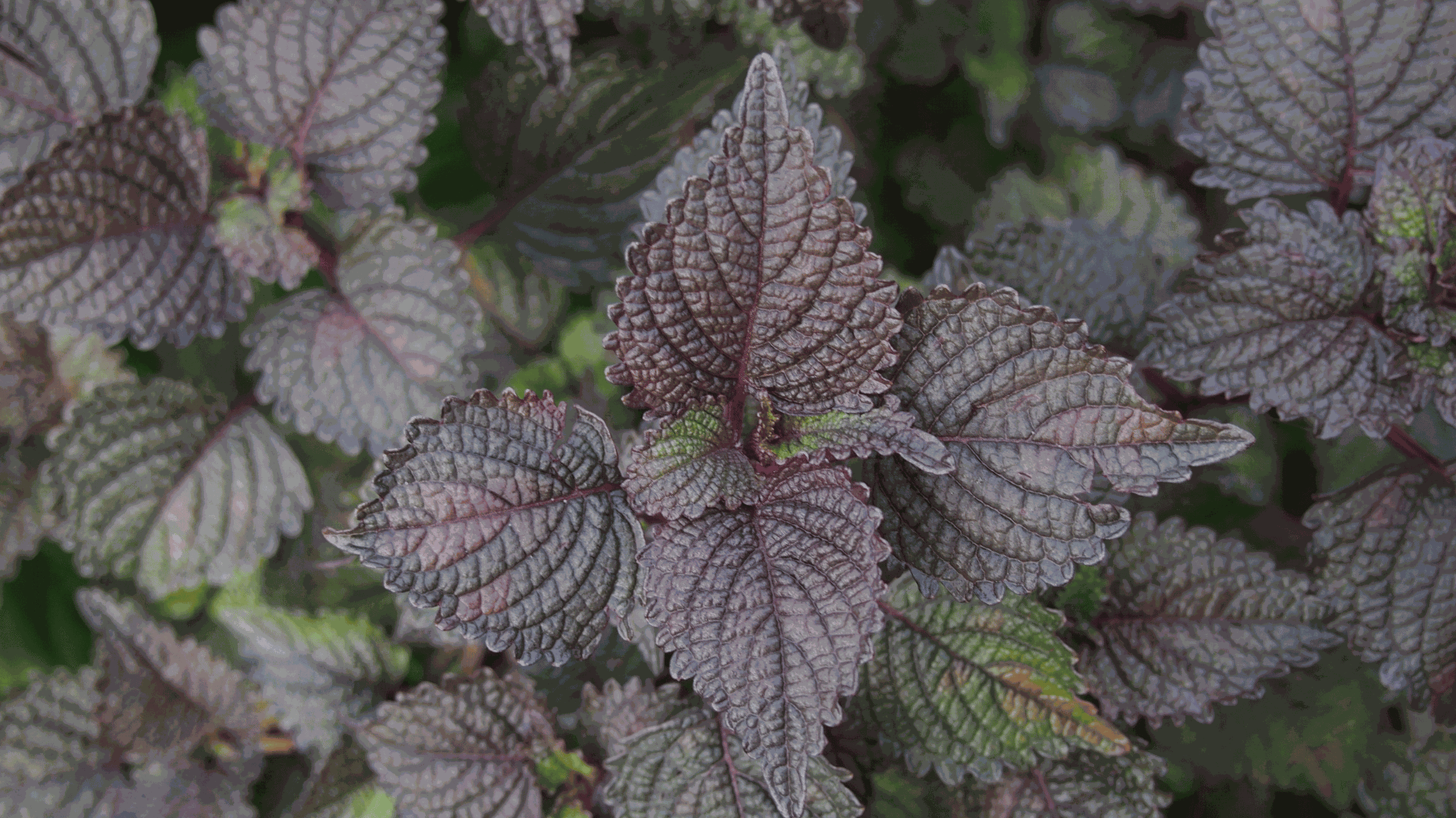 Điều gì sẽ xảy ra khi uống nước tía tô liên tục một tháng?