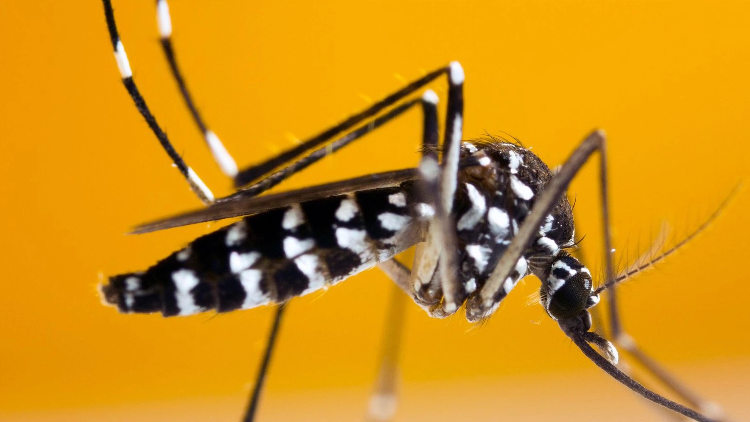 Phòng chống muỗi Aedes albopictus và nguy cơ mắc bệnh truyền nhiễm