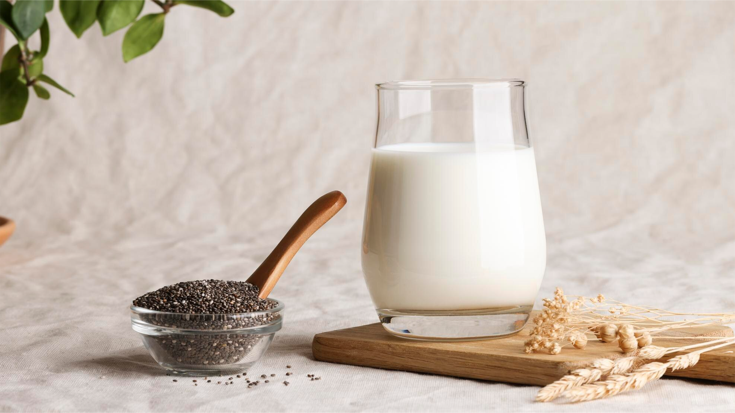 Uống sữa tươi không đường với hạt chia giảm cân có hiệu quả không?