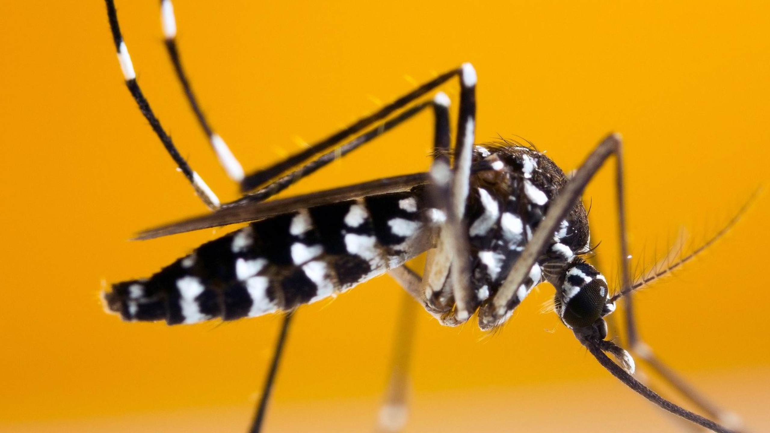 Phòng chống muỗi Aedes albopictus và nguy cơ mắc bệnh truyền nhiễm