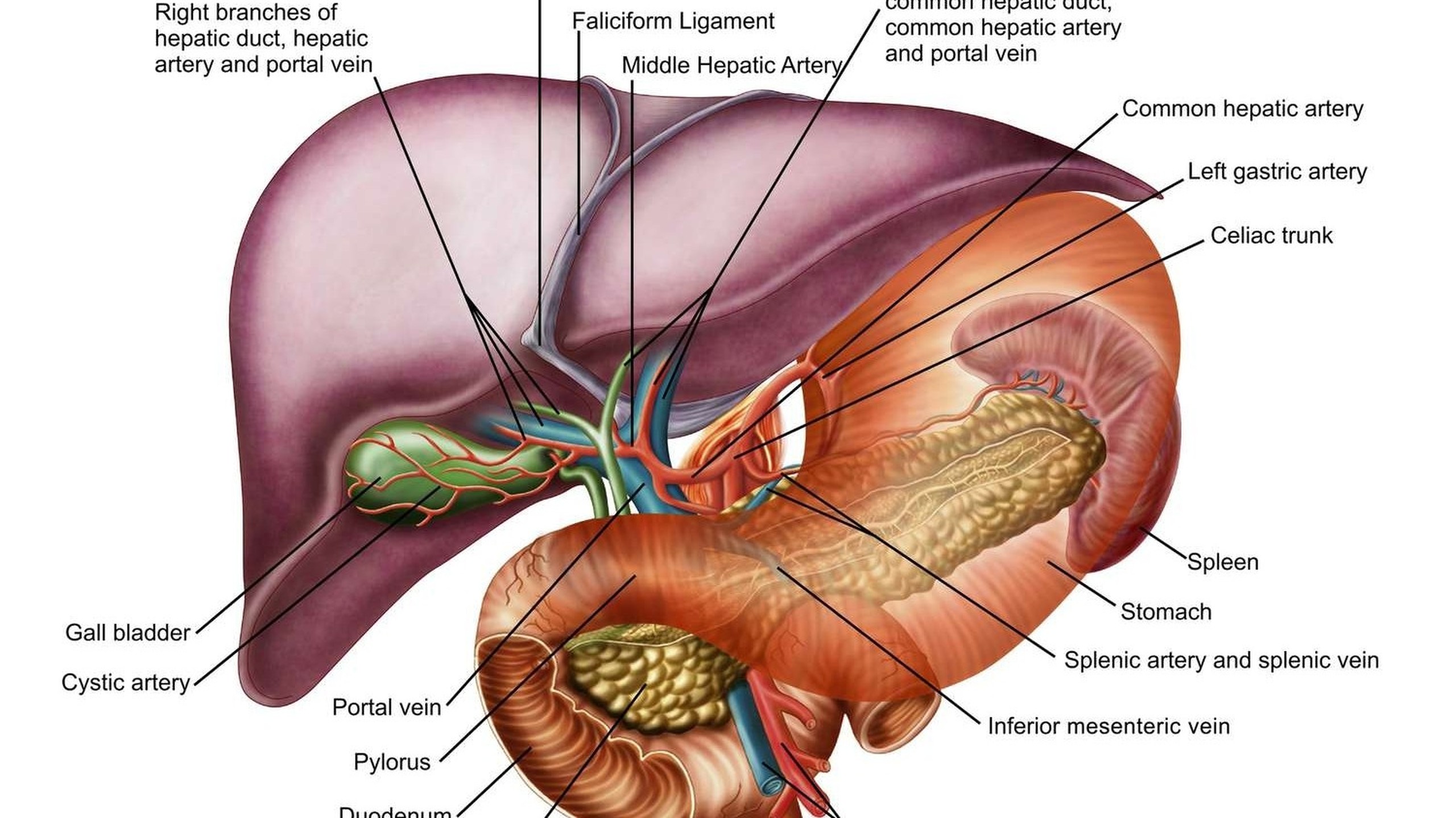 Tìm hiểu về hội chứng Banti và các triệu chứng của bệnh 0