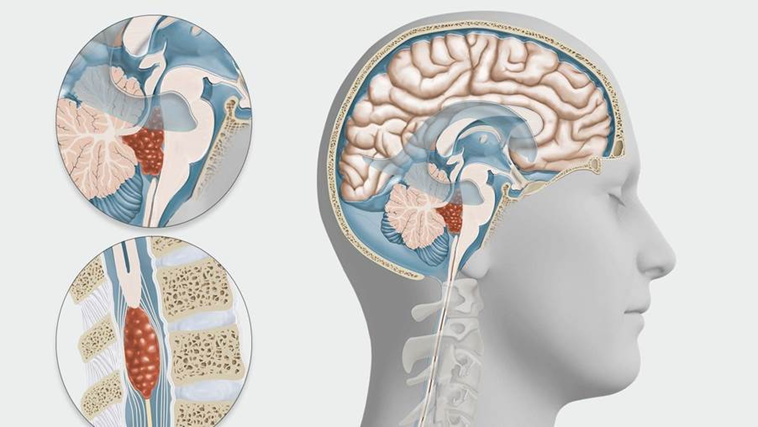 Qalin xoroz asta-sekin mushuk yaqindan kiradi