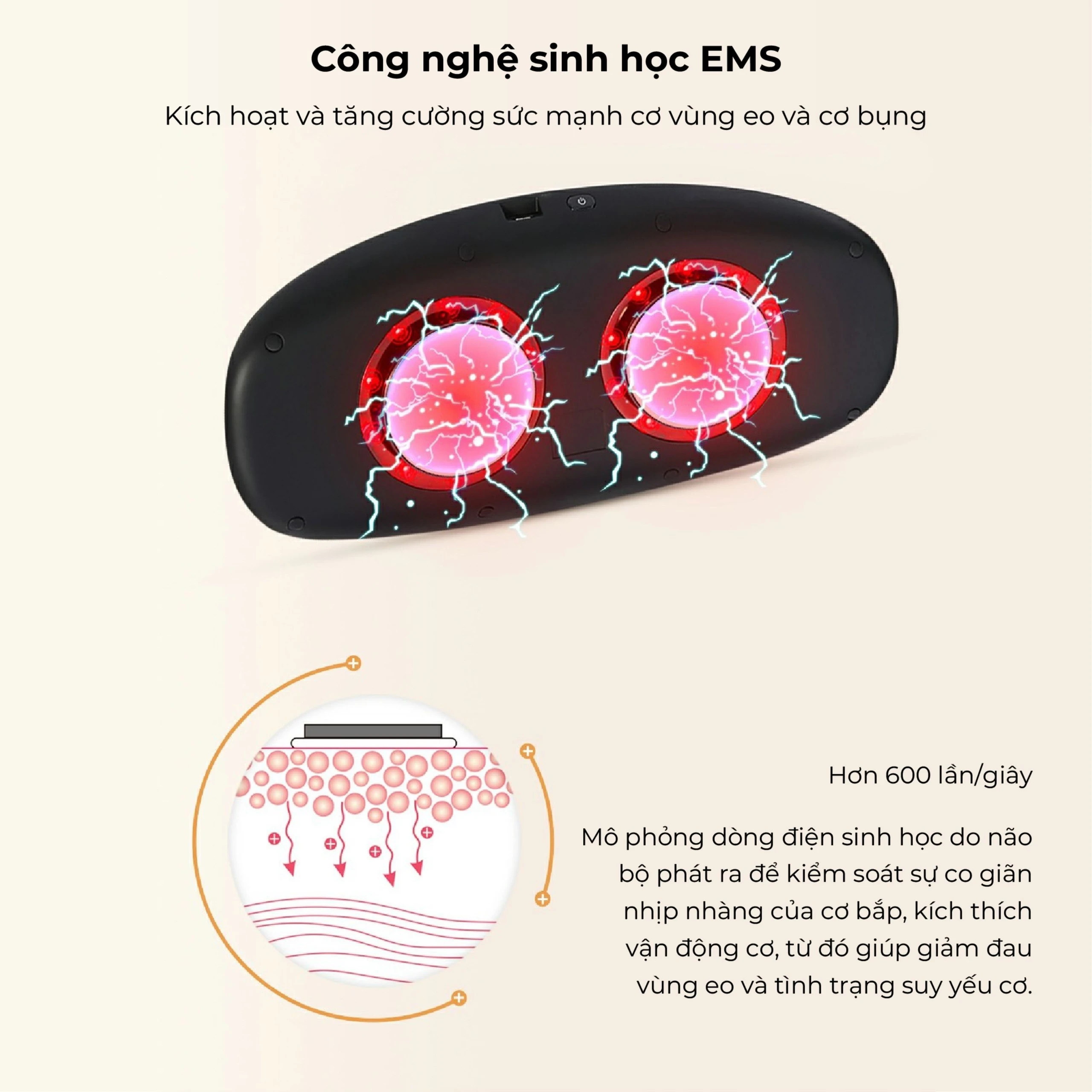 Máy massage (mát xa) lưng, bụng Fuji PG-2645L giúp giảm đau các vùng cơ và dây thần kinh bên trong