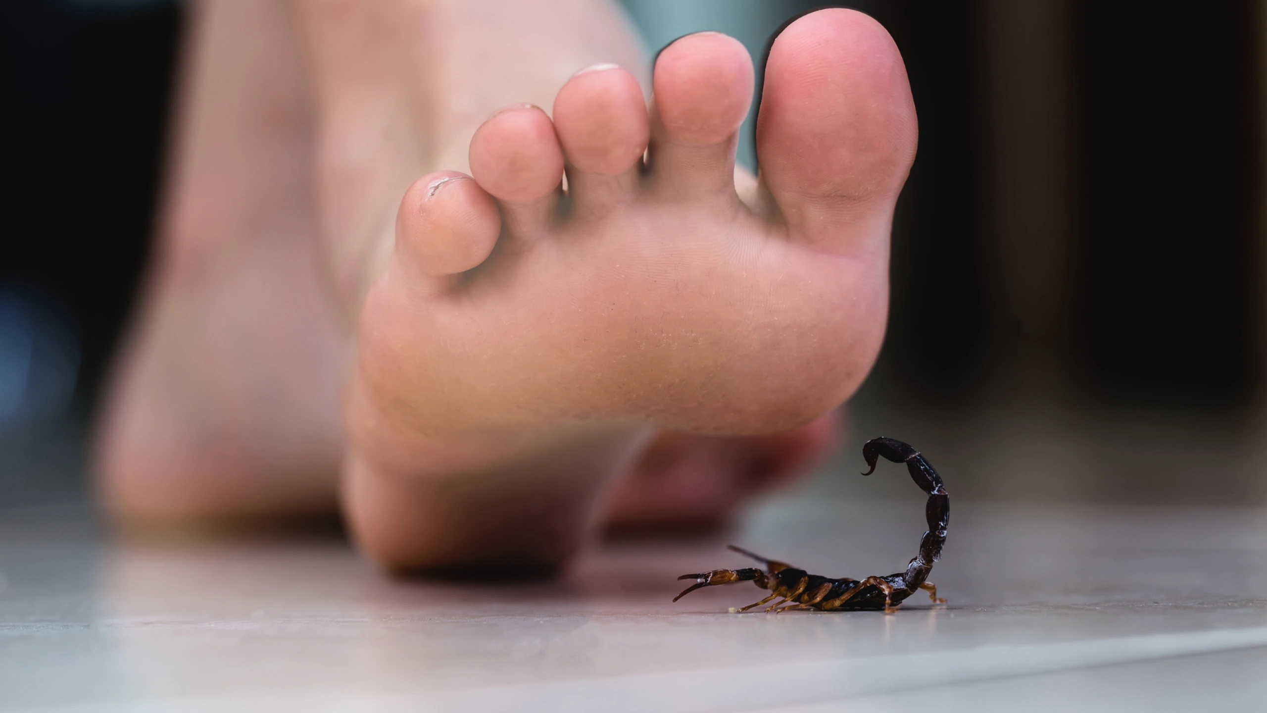 Bị bọ cạp chích có sao không? Cách xử trí và phòng tránh bọ cạp chích