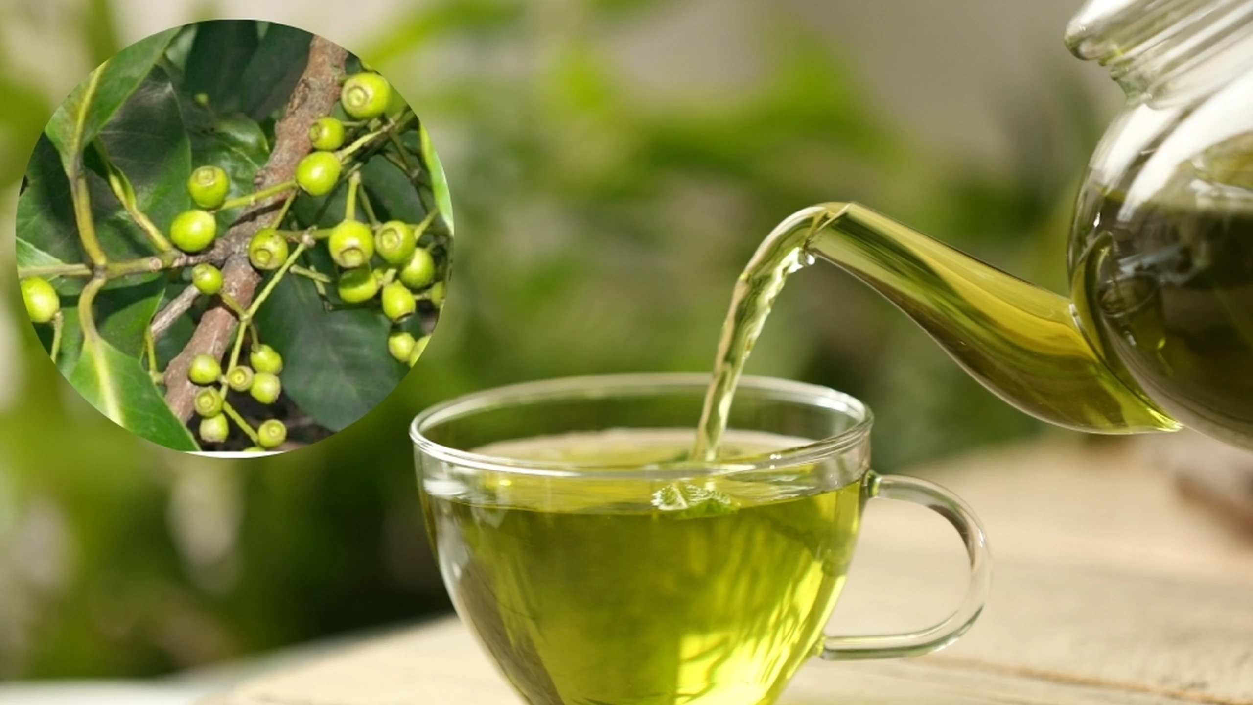 Cách sử dụng lá vối tươi an toàn và tốt cho sức khỏe mỗi ngày