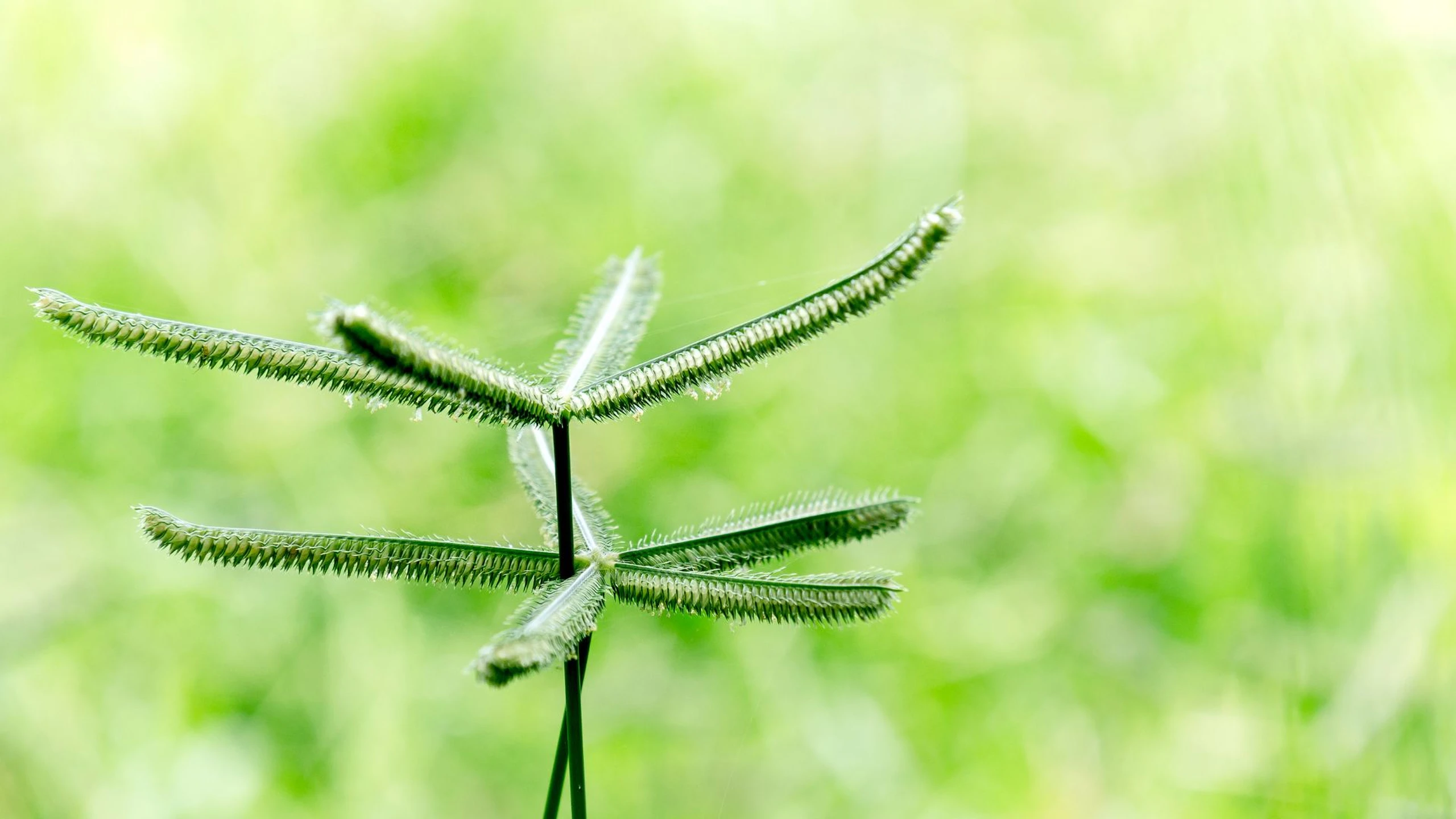 Cỏ mần trầu có tác dụng gì đối với sức khỏe? Những lưu ý khi sử dụng cỏ mần trầu