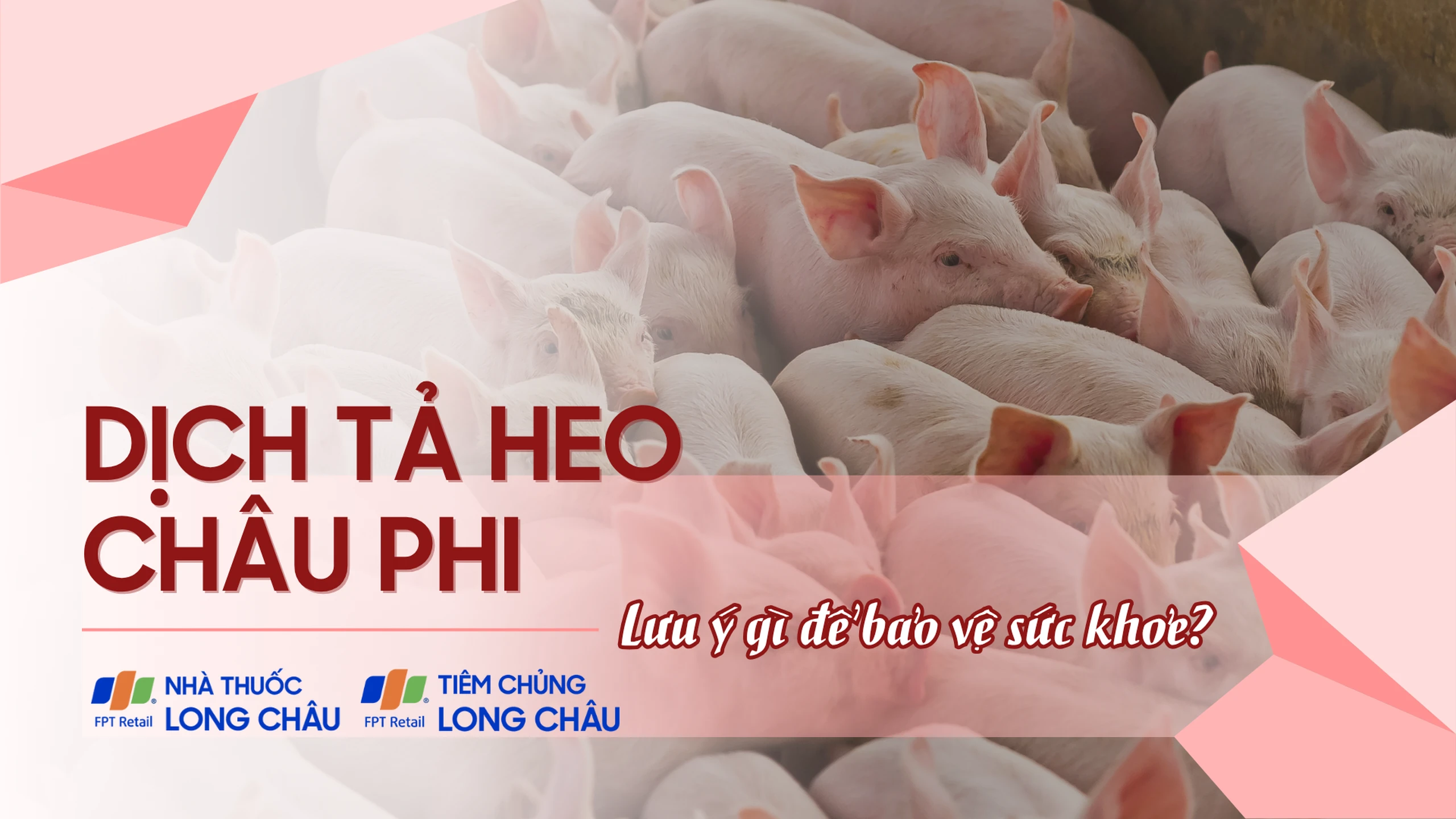 Dịch tả heo Châu Phi: Lưu ý gì để bảo vệ sức khỏe