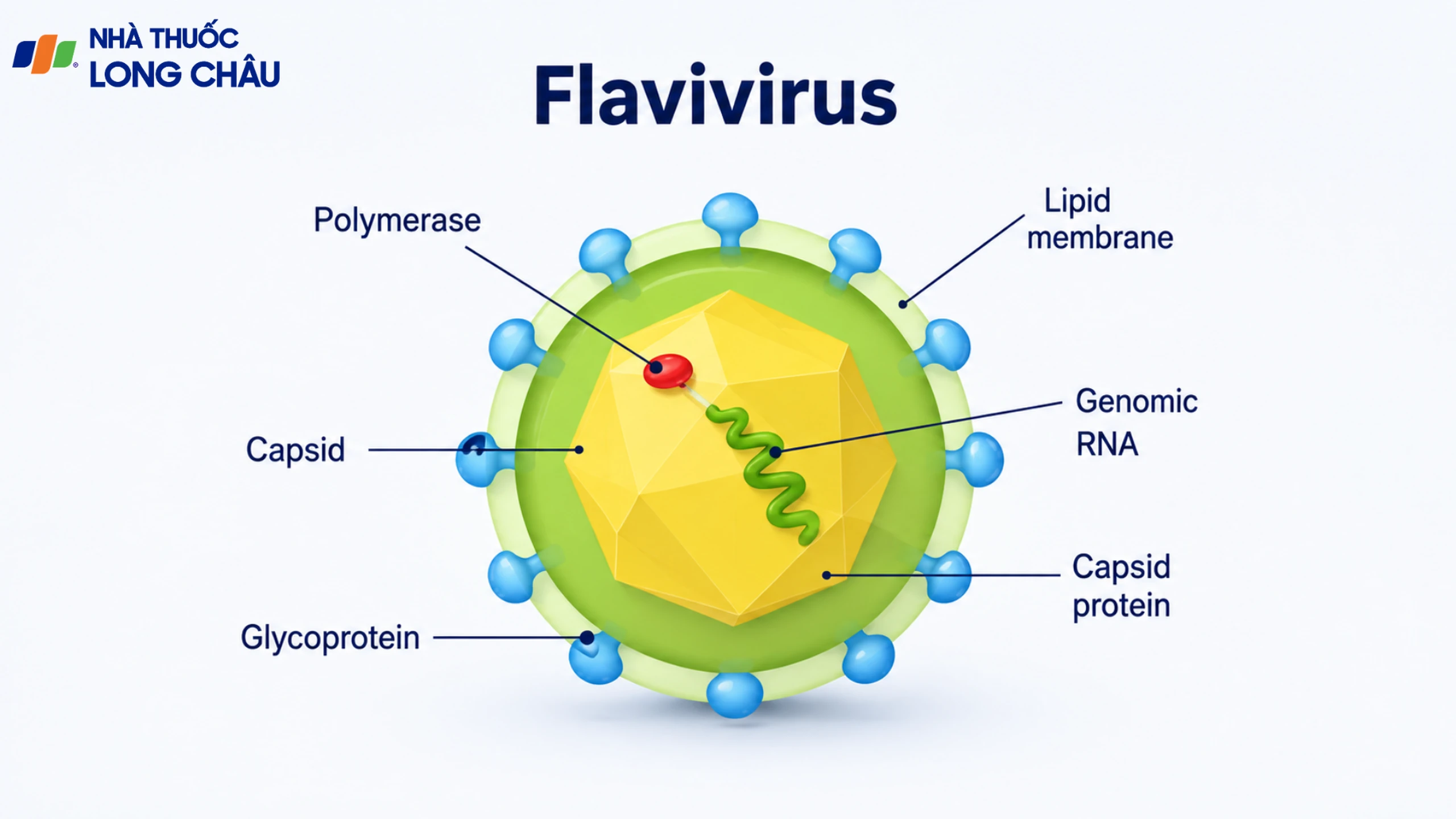 Flavivirus là gì? Nguyên nhân, triệu chứng và cách phòng ngừa