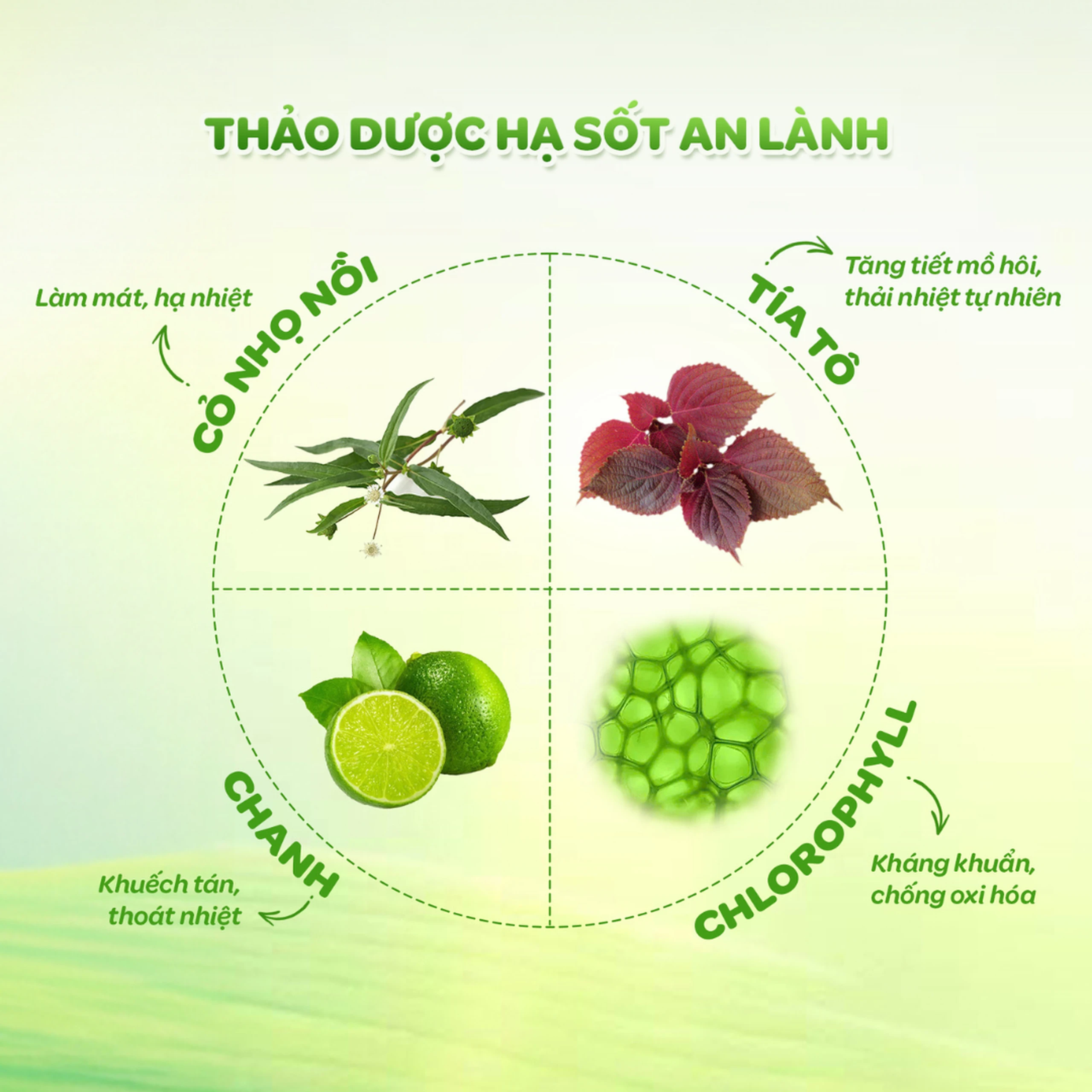 Khăn hạ sốt Dr.Papie 0+ Starmed (5 gói x 5 miếng) hạ nhiệt giảm sốt dùng cho trẻ sơ sinh