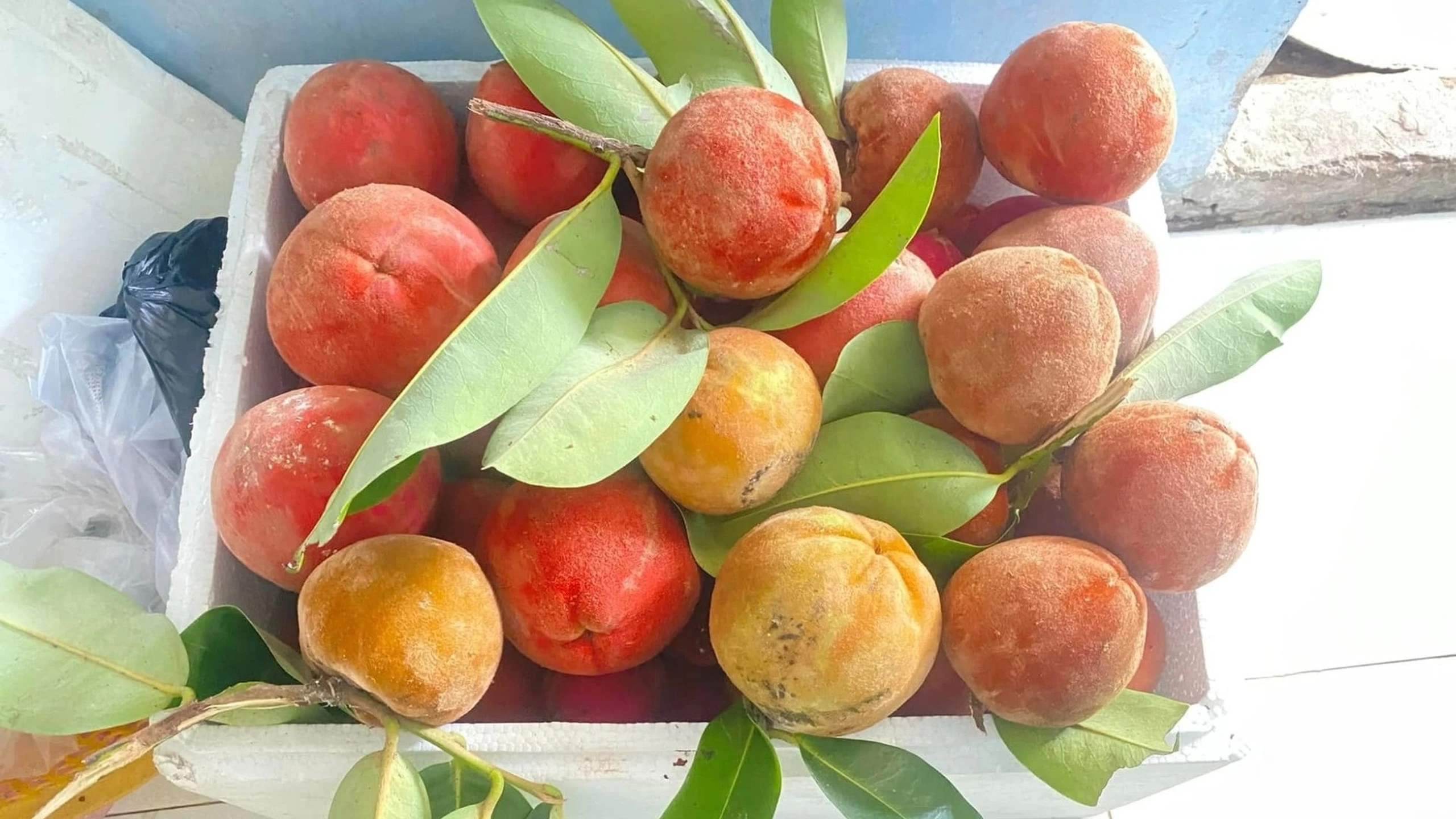 Quả hồng nhung có tác dụng gì? Lợi ích dinh dưỡng của loại quả này