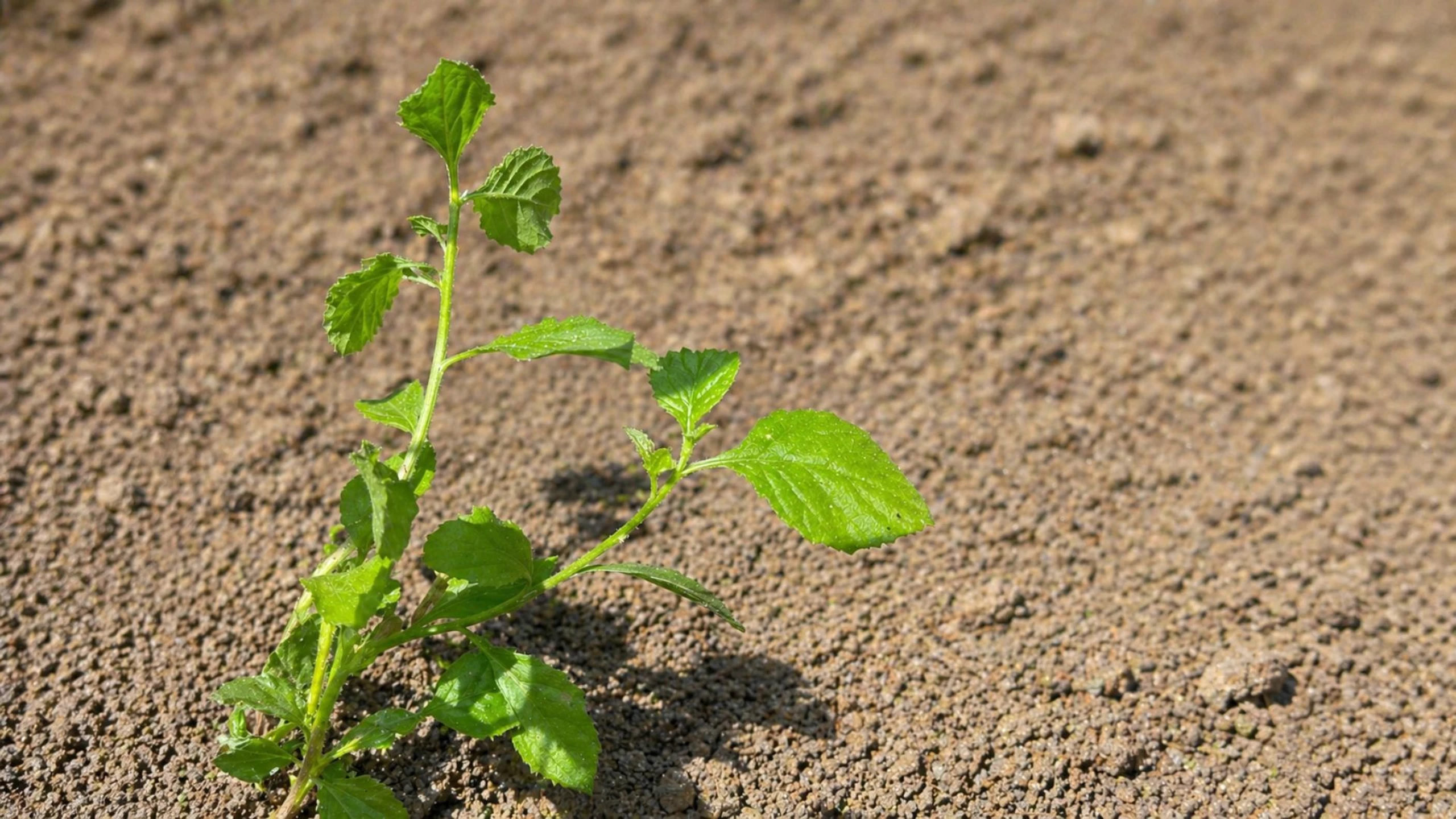 Rau cải trời có tác dụng gì? Công dụng, cách dùng và lưu ý an toàn