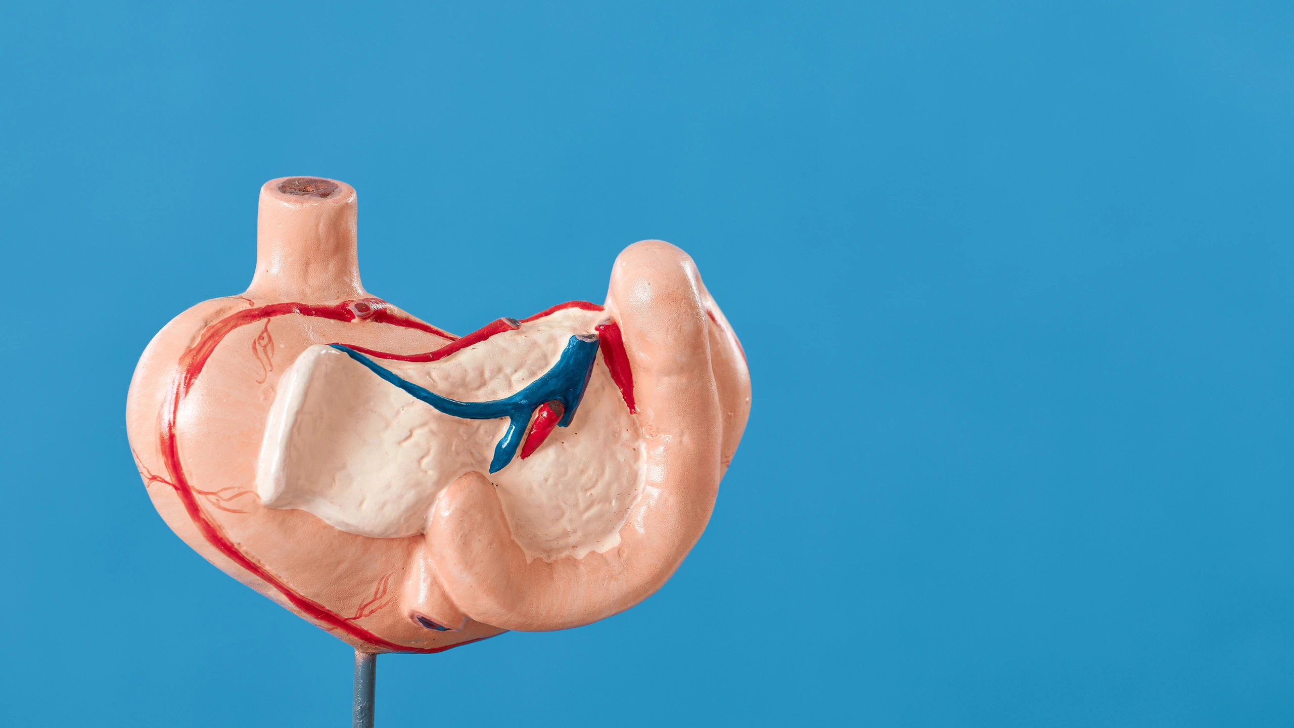 Thận được tăng cường nhờ những thực phẩm có vị đắng này