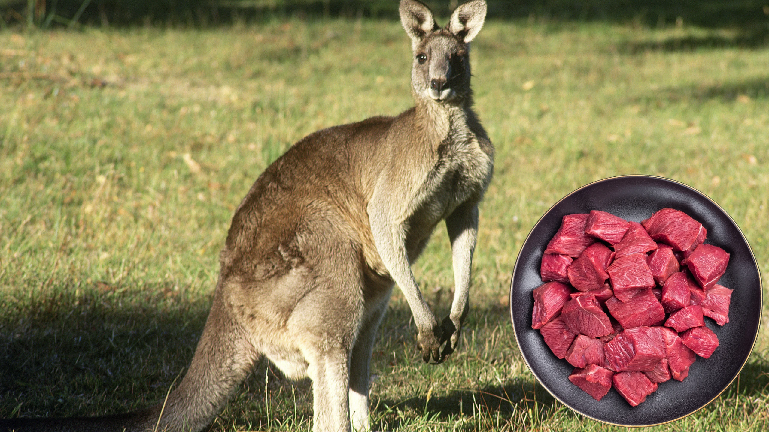 Thịt kangaroo: Hàm lượng protein có vượt thịt bò, gà?