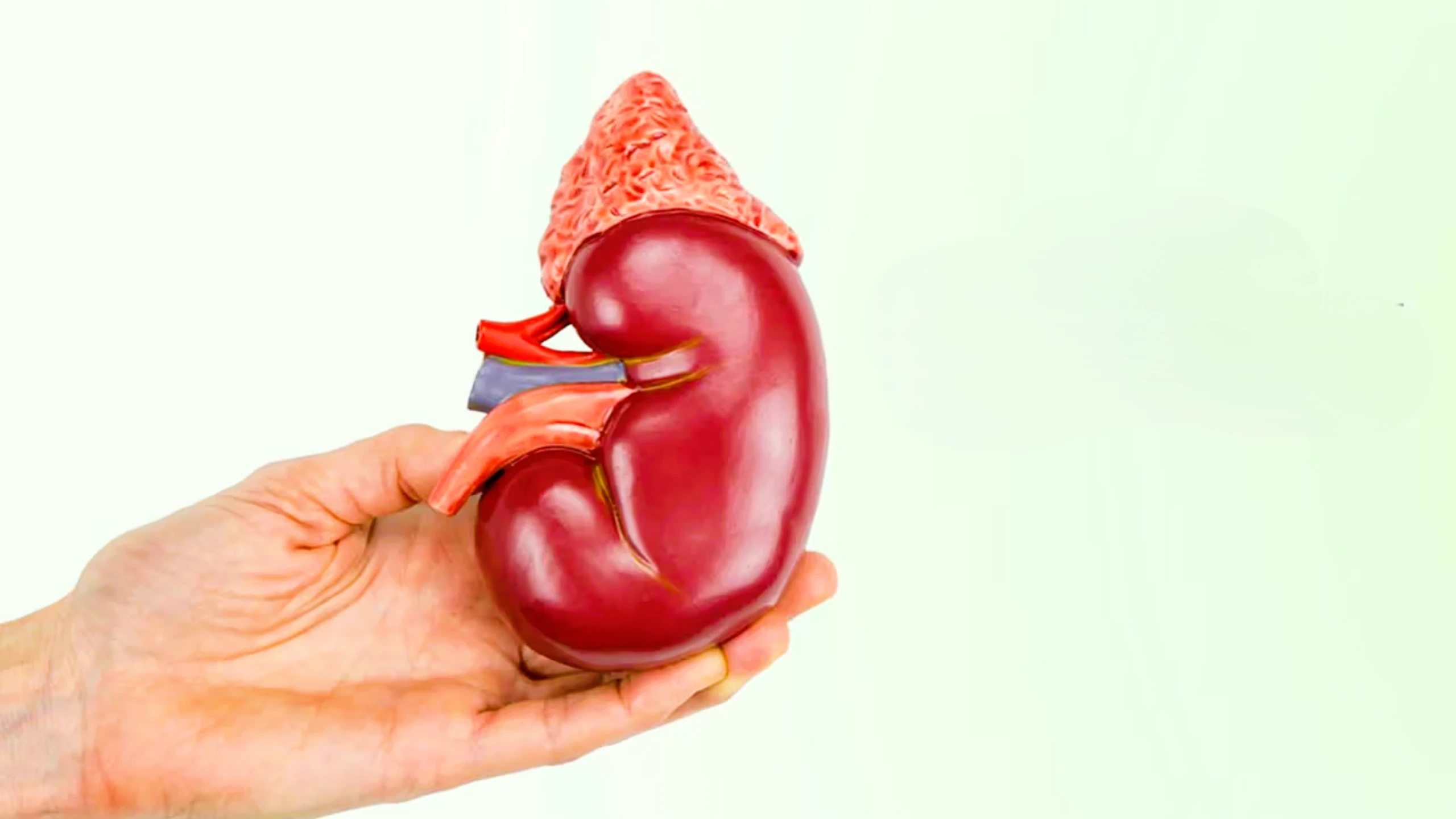 Thời gian hồi phục sau khi hiến thận và những điều bạn cần biết 