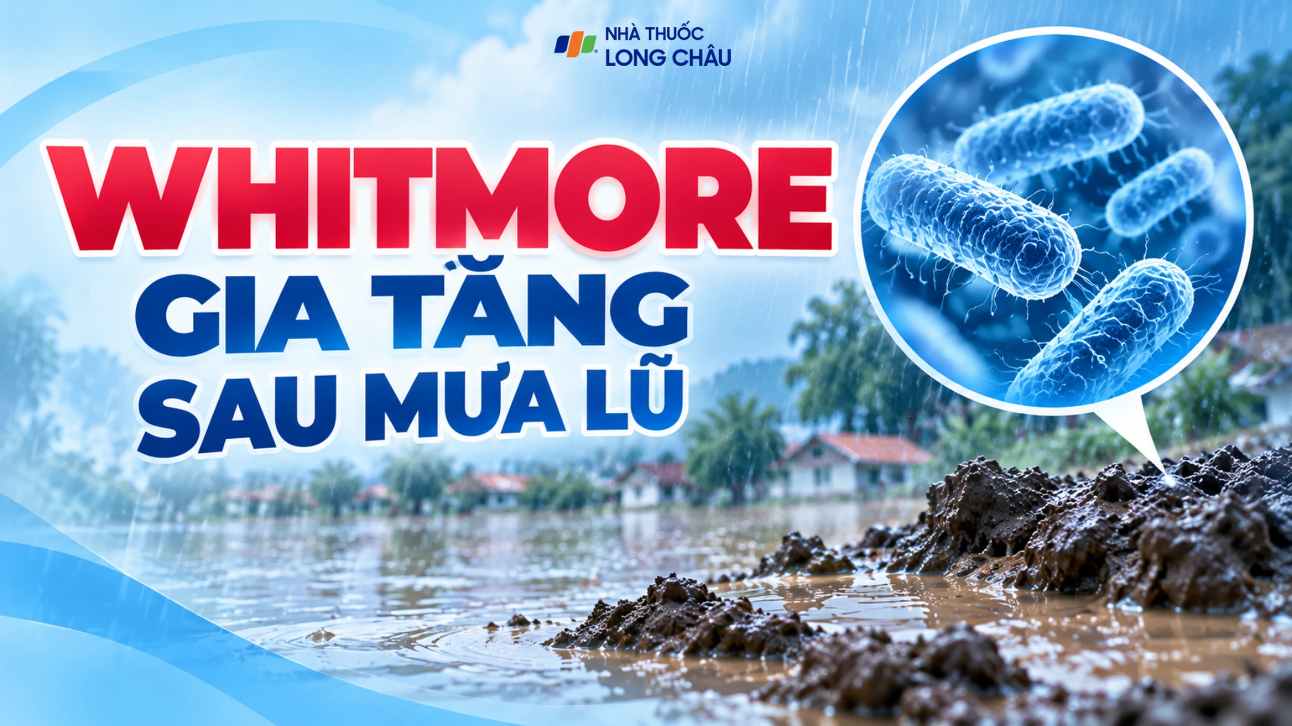 Whitmore gia tăng sau mưa lũ, cảnh báo nguy cơ nhiễm khuẩn nặng