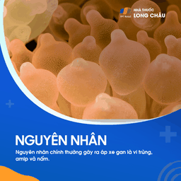 Nguyên nhân áp xe gan - Tác nhân gây nhiễm trùng và hình thành mủ trong gan