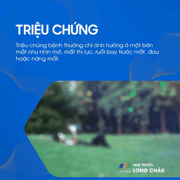 Tắc tĩnh mạch võng mạc 2