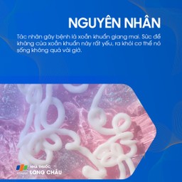 Nguyên nhân gây bệnh giang mai do xoắn khuẩn Treponema pallidum
