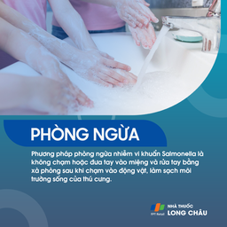 Nhiễm khuẩn Salmonella 7