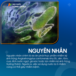 Nhiễm bệnh Angiostrongyliasis 3