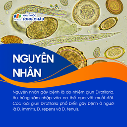 Bệnh Dirofilariasis 3