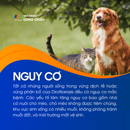 Bệnh Dirofilariasis 4