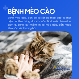 Là bệnh nhiễm trùng do vi khuẩn Bartonella henselae, lây qua vết cào, cắn, hoặc liếm vào vết thương hở từ mèo nhiễm bệnh