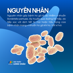 Nguyên nhân gây bệnh ho gà: vi khuẩn Bordetella pertussis 