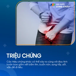 Đau tinh hoàn 2