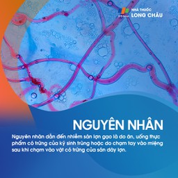 Sán lợn gạo 3