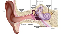 Chảy máu tai: Triệu chứng, nguyên nhân, chẩn đoán, điều trị và cách phòng ngừa 1