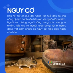 Dịch hạch 5