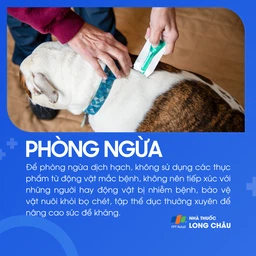 Dịch hạch 8