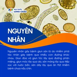 Giun sán 3