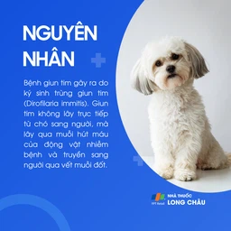 Giun tim 3
