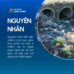 Nhiễm Ecoli 3