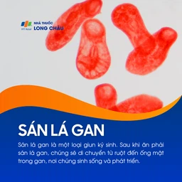 Sán lá gan 1