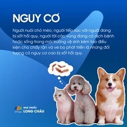Sốt hồi quy 4