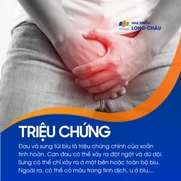 Xoắn tinh hoàn 2