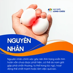 Xoắn tinh hoàn 3